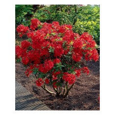 Rhododendron Nabucco C2