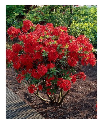 Rhododendron Nabucco C2 foto
