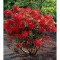 Rhododendron Nabucco C2
