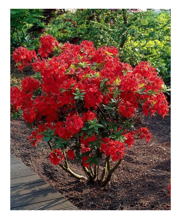 Rhododendron Nabucco C2