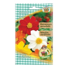 Seminte flori Micul Gradinar, dalia mix, Dahlia variabilis foto