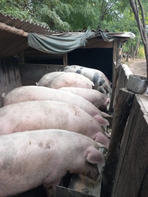 Vand porci 130-170 kg foto