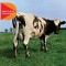 Pink Floyd Atom Heart Mother remastered 2011 (cd)
