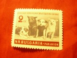 Serie Bulgaria 1961 Cosmos - Caini Cosmonauti , 1 valoare, Nestampilat