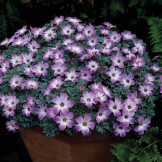 OXALIS ADENOPHYLLA foto