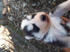 Husky Siberian rasa pura foto