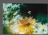 CPIB 20289 FOTOGRAFIE - FLUTURE PE FLORARE