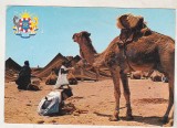 Bnk cp Maroc - Beduin cu camila in desert - uzata, Necirculata, Printata