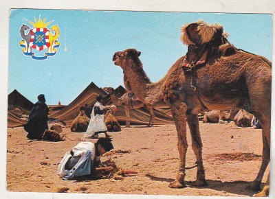 bnk cp Maroc - Beduin cu camila in desert - uzata foto