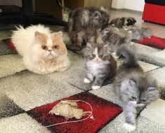 Pui persana doll face foto