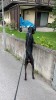 Mascul Doberman 8 luni jumatate, Top Dog