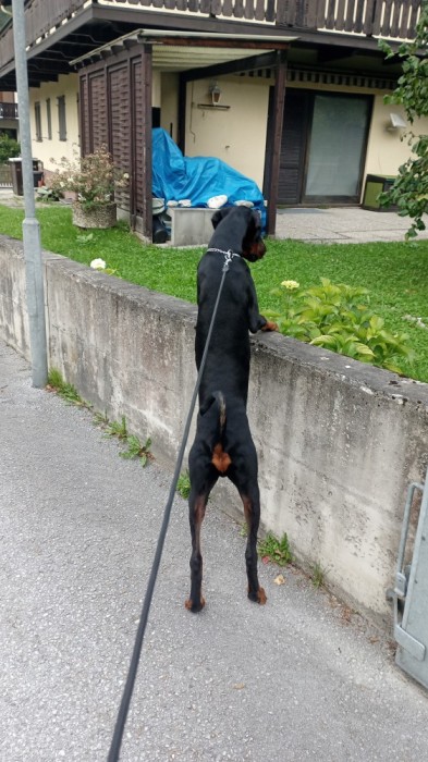Mascul Doberman 8 luni jumatate