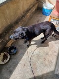Catelusa Labrador[metis], [en.casa]