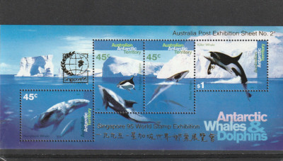 Fauna ,viata artica.delfini ,supratipar expo ,Teritoriul Antartic Australian . foto
