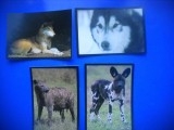 HOPCT LOT NR 59 / 4 CARTONASE -ANIMALE CANINE / FAUNA- ITALIA