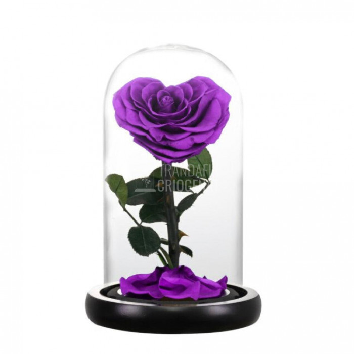 Trandafir Criogenat purpuriu inima &Oslash;8cm in cupola 10x20cm