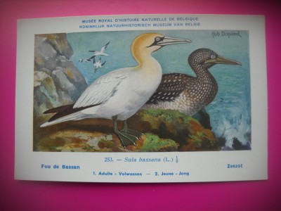 HOPCT 6333 SULA BASSANA -PASARI DE APA -FAUNA EUROPA-CP CHROMO LITHO -MUZEUL REGAL STIINTE NATURALE BELGIA-NECIRCULATA foto