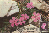 Romania, flora montana maxima