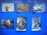 HOPCT LOT NR 31 / 6 CARTONASE - REPTILE / FAUNA- ITALIA