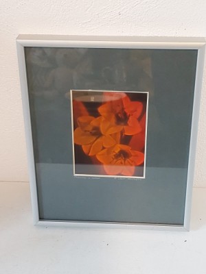 Tablou Holograma 1985 The Light Fantastic Group Of Companies, UK, Flower + Wasp (floare si viespe) foto