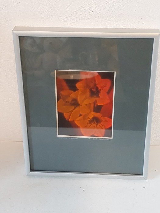 Tablou Holograma 1985 The Light Fantastic Group Of Companies, UK, Flower + Wasp (floare si viespe)