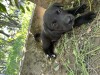 Pui labrador, [en.casa]