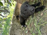 Pui labrador