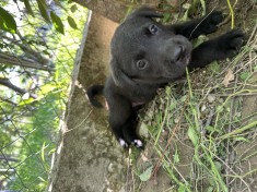 Pui labrador