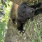 Pui labrador
