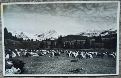 Stana in Muntii Bucegi// CP foto J. Fischer Sibiu 1935 foto