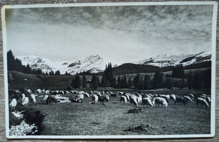 Stana in Muntii Bucegi// CP foto J. Fischer Sibiu 1935