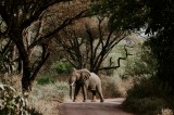 Tablou Canvas, "Elefant solitar pe drumul sălbatic", Elefant, Drum, Copaci, Natură, Frunziș, Umbre, Peisaj, Serenitate., 39 x 26 cm, CMCLASS
