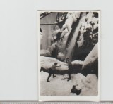 bnk foto Cascada Urlatoarea - decembrie 1962