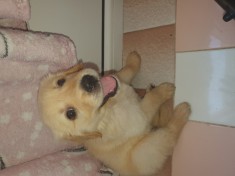 Pui golden retriever foto