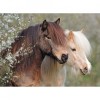 Puzzle Ponei, 150 Piese, Ravensburger