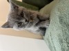 Pui british shorthair