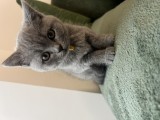 Pui british shorthair