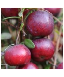 Planta Merisor, Afin American, Vaccinium macrocarpon Early Black P9, ghiveci 9cm, Oem