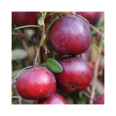 Planta Merisor, Afin American, Vaccinium macrocarpon Early Black P9, ghiveci 9cm