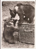 FA43-Carte Postala- GERMANIA - Ursi la joaca, necirculata 1966, Fotografie