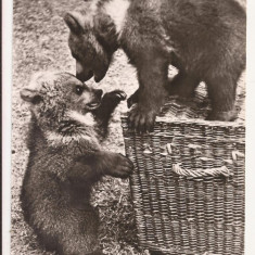 FA43-Carte Postala- GERMANIA - Ursi la joaca, necirculata 1966
