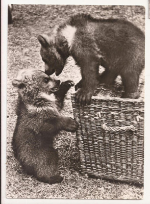 FA43-Carte Postala- GERMANIA - Ursi la joaca, necirculata 1966 foto