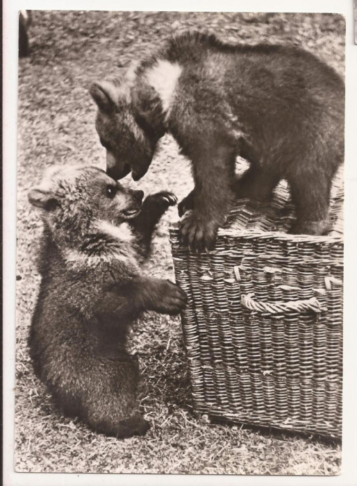 FA43-Carte Postala- GERMANIA - Ursi la joaca, necirculata 1966