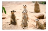 Tablou Canvas, "Familia suricatelor la soare", Suricate, Nisip, Curiozitate, Grup, Natura, Observare, Vegetatie, Priveghetori, 39 x 26 cm, CMCLASS