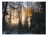 Tablou Canvas, "Răsărit magic &icirc;n pădurea de iarnă", Răsărit, Pădure, Lumină, Copaci, Iarnă, Zăpadă, Umbre, Natură, Atmosferă, Calm, Frumusețe, Mister,