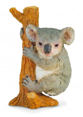 Koala - Collecta foto