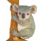 Koala - collecta