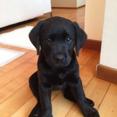 Labrador Retriever foto
