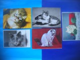 HOPCT LOT NR 1067 .PISICI --5 CARTI POSTALE-NECIRCULATE