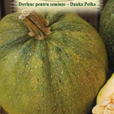 DOVLEAC SEMINTE-DANKA POLKA 2 g